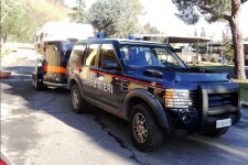 Ambulanza per Equidi Horse Emergency: Produzione, vendita e noleggio
