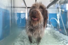 UNDER WATERTREADMILL FOR DOGS – HYDRACARE JOGGING